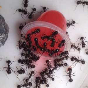 Белково-углеводное желе для муравьев