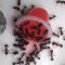 Плёнка красная для муравьиной фермы