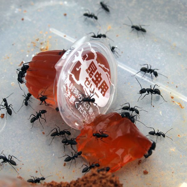 Углеводное желе для муравьев