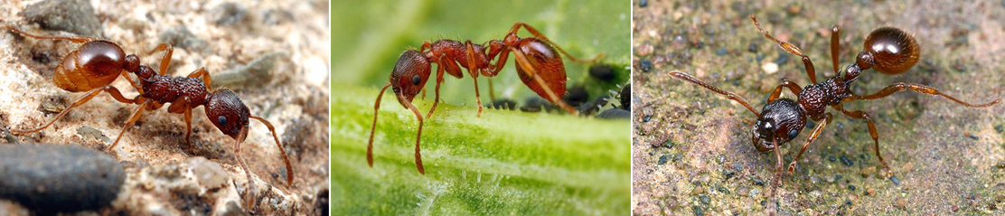 Какое развитие у муравья. Муравей рода мирмика. Мирмицины муравьи. Домик для муравьев. Мирмики и чёрные муравьи.