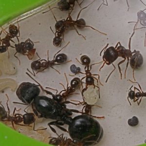 Муравьиная ферма «Старт»   муравьи