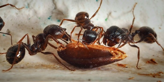 срок жизни муравья