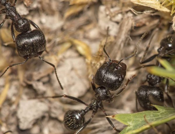 Messor structor (муравей-жнец): матка с рабочими