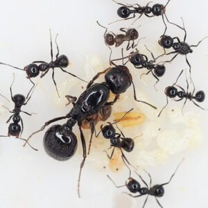 Messor structor (муравей-жнец): матка с рабочими