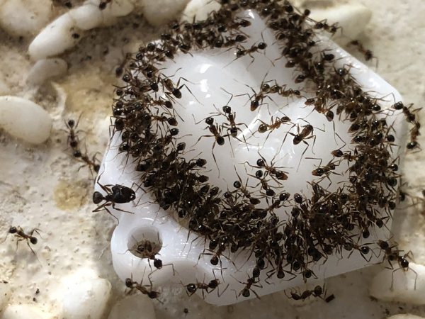 Белково-углеводное желе для муравьев