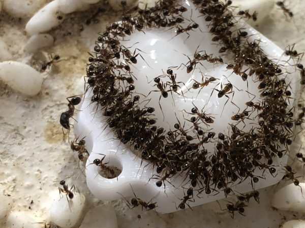 Белковое желе для муравьев