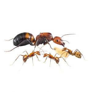 Camponotus nicobarensis Camponotus nicobarensis