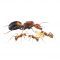 camponotus nicobarensis
