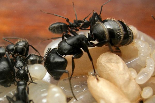 Camponotus vagus: матка с рабочими