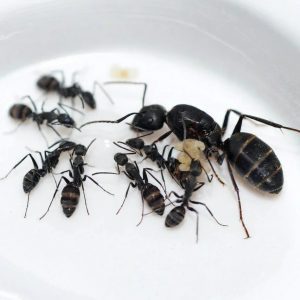 Camponotus vagus