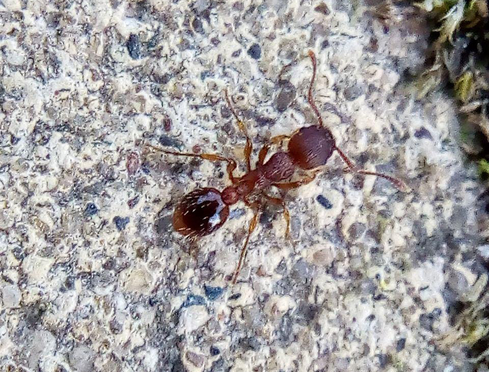 макро фото муравьев