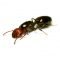 Camponotus vagus: матка с рабочими