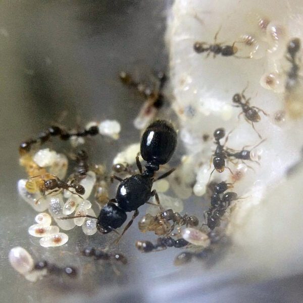 Tetramorium caespitum