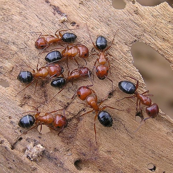 Camponotus lamereei