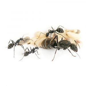 Camponotus parius
