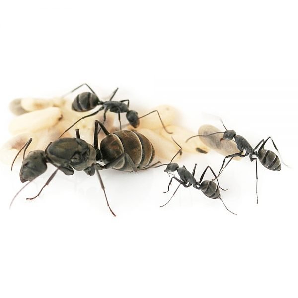 Camponotus parius