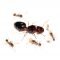 Pheidole pallidula