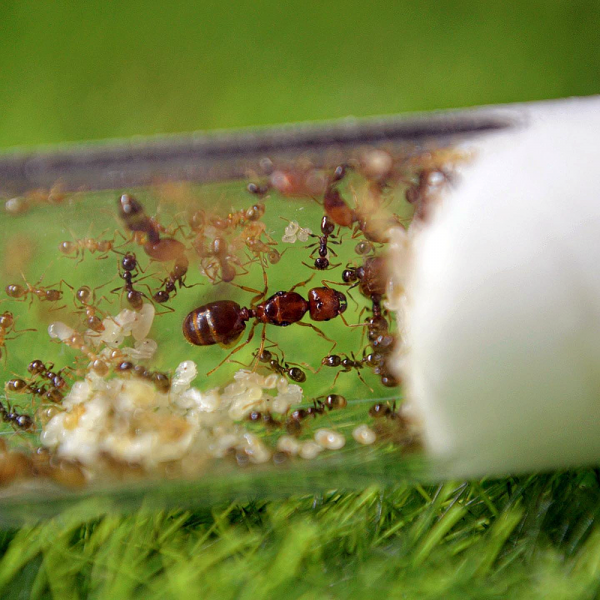 Pheidole pallidula