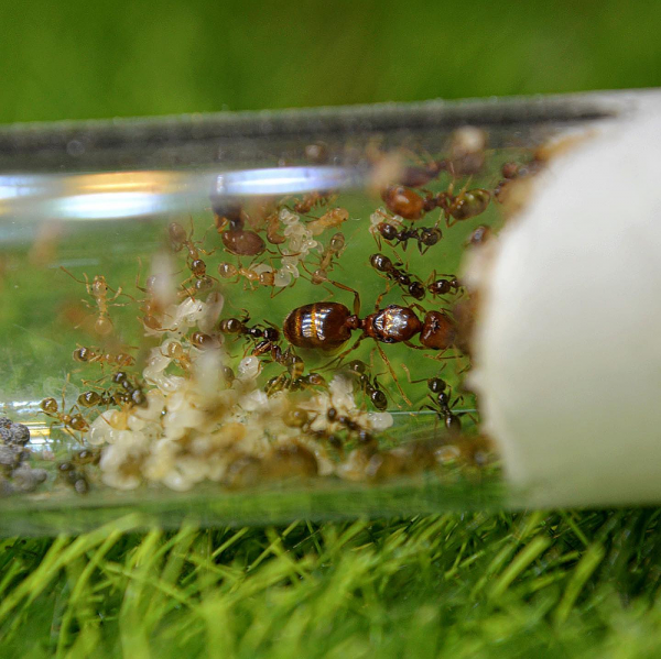 Pheidole pallidula