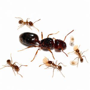 Pheidole pallidula Pheidole pallidula