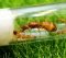 Система удобного кормления муравьев