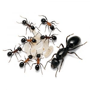 Messor laboriosus (ex. denticulatus) Messor laboriosus (ex. denticulatus)