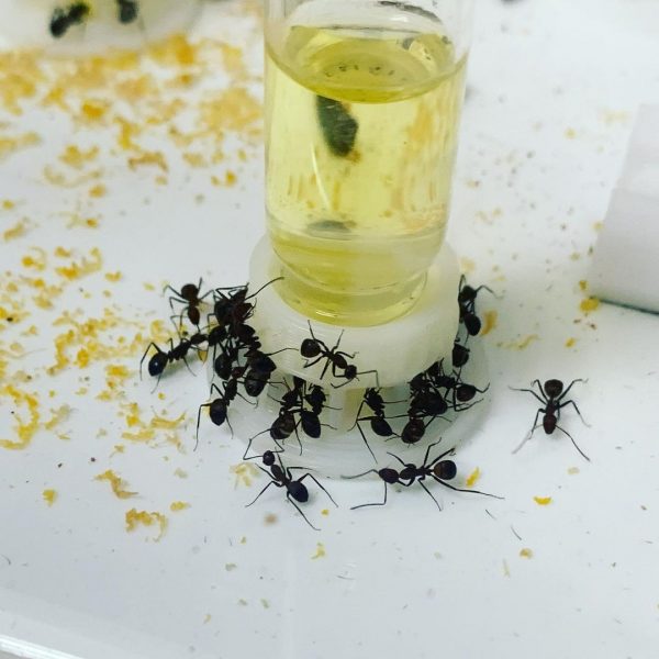 Нектар для муравьев / Sunburst byFormica