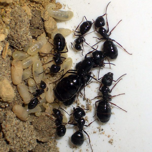 Camponotus piceus: матка с рабочими
