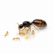 Solenopsis fugax