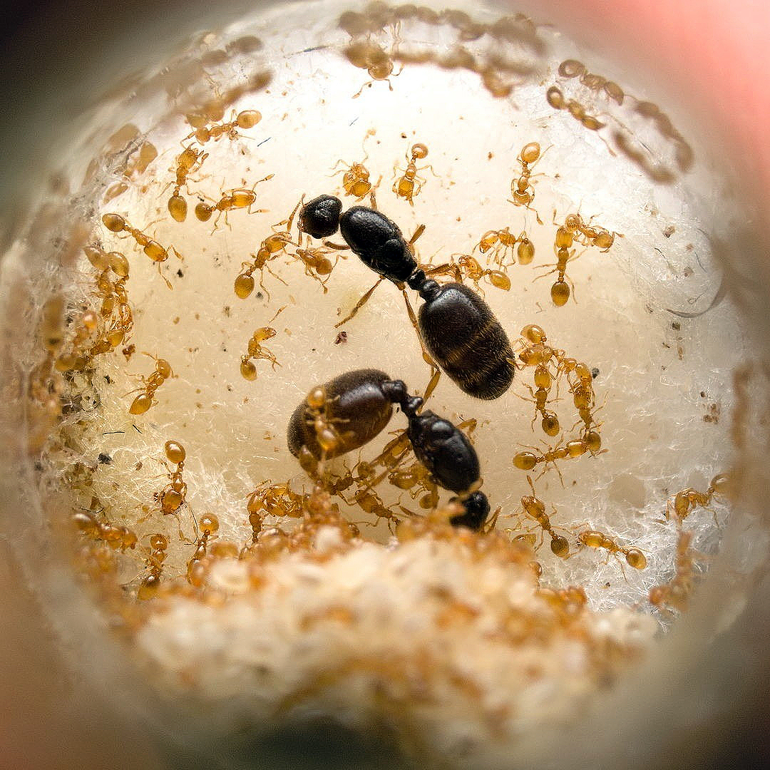 Solenopsis fugax Solenopsis fugax