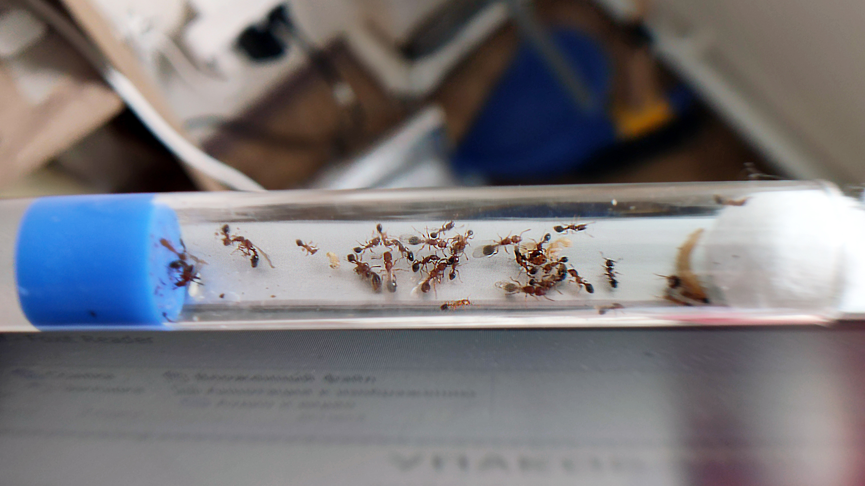 Tetramorium bicarinatum Tetramorium bicarinatum