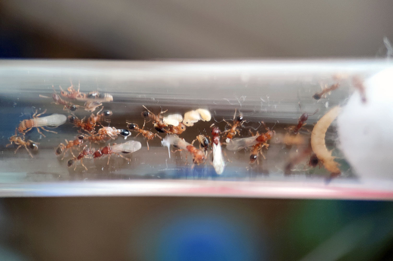 Tetramorium bicarinatum Tetramorium bicarinatum