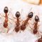 tetramorium bicarinatum