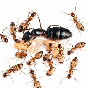 Camponotus albosparsus Camponotus albosparsus