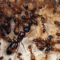 Система удобного кормления муравьев v2.0