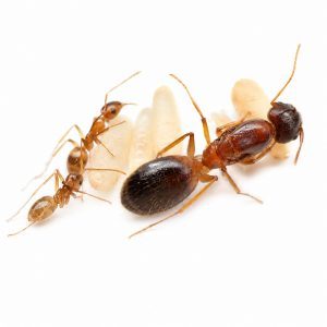 Camponotus irritans Camponotus irritans