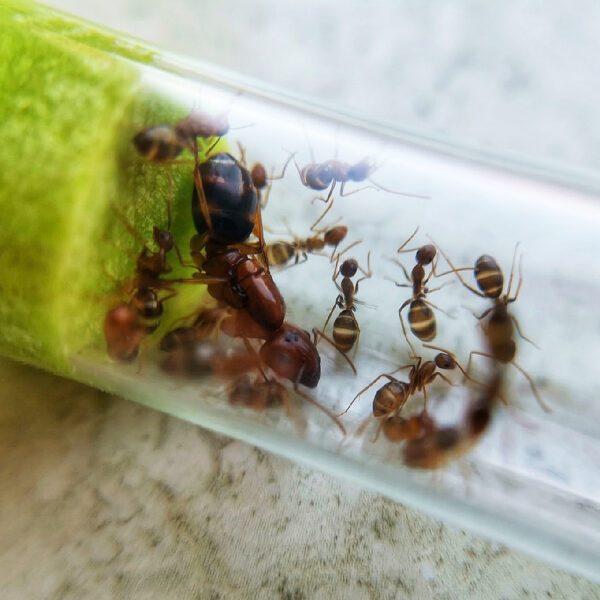 Camponotus maculatus subnudus