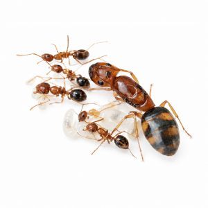 Camponotus maculatus subnudus Camponotus maculatus subnudus