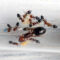 Crematogaster schmidti
