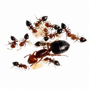 Crematogaster schmidti Crematogaster schmidti