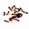 Crematogaster schmidti
