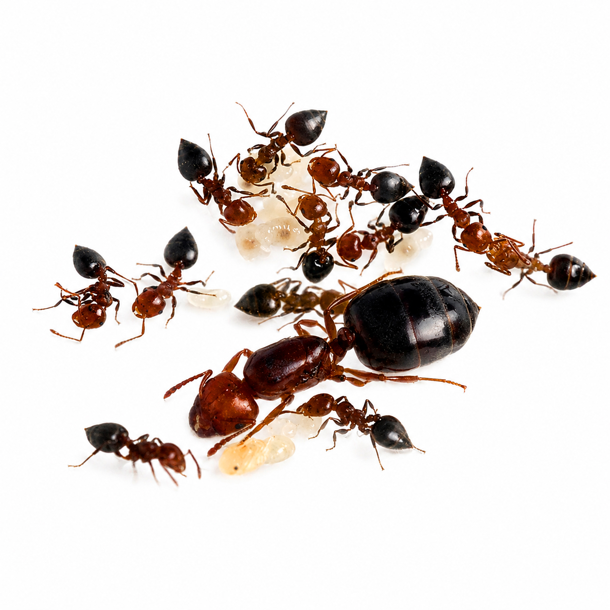 Crematogaster schmidti Crematogaster schmidti