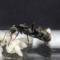 Iridomyrmex anceps