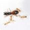 Camponotus sanctus