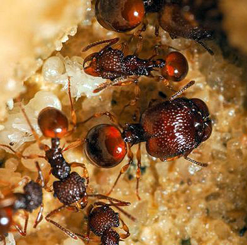 Acanthomyrmex sp. (муравьи-гномы)