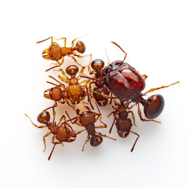 Acanthomyrmex sp. (муравьи-гномы)