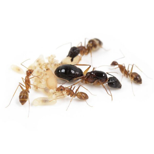 Camponotus pseudoirritans