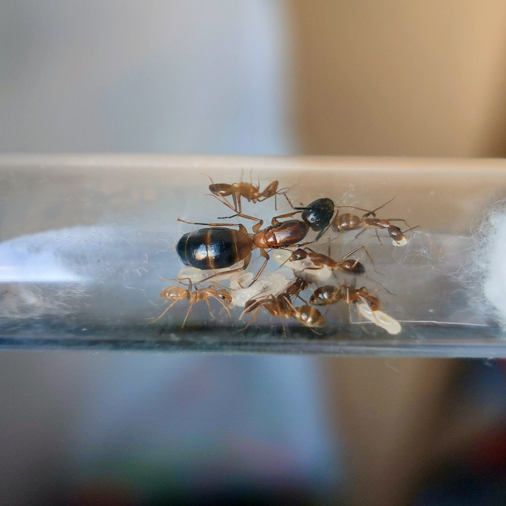 Camponotus pseudoirritans Camponotus pseudoirritans