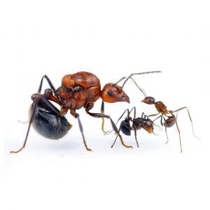 Myrmicaria brunnea subcarinata Myrmicaria brunnea subcarinata