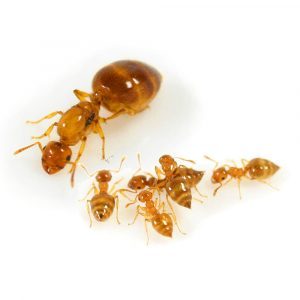 Crematogaster biroi Crematogaster biroi